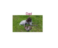 AKC German Shorthaired Pointers - 7