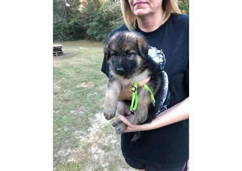 AKC German Shepherd Puppies Both Parent on Site
