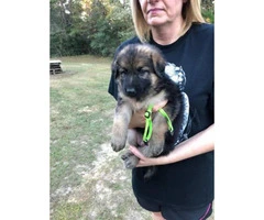 AKC German Shepherd Puppies Both Parent on Site - 1