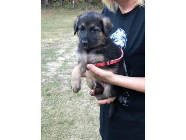 AKC German Shepherd Puppies Both Parent on Site in Dothan ...