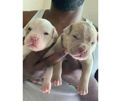 7 Bully puppies are available