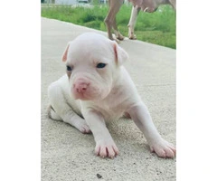 7 Bully puppies are available - 2