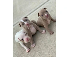 7 Bully puppies are available - 3