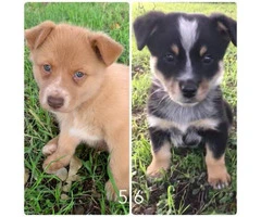 6 Texas heeler puppies available - 3