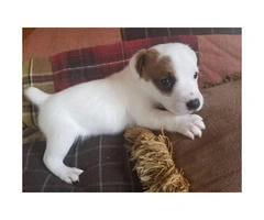 Full blooded jack Russell puppies