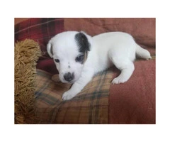 Full blooded jack Russell puppies - 2