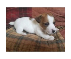 Full blooded jack Russell puppies - 3