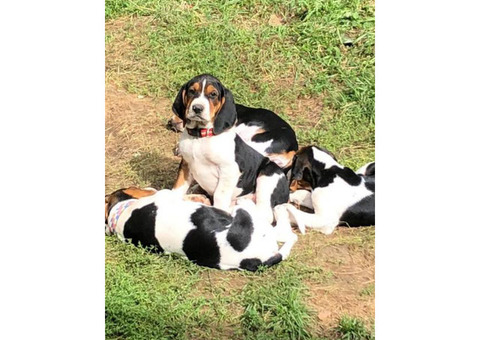 UKC registered Treeing Walker Coonhound puppies