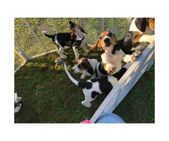 UKC registered Treeing Walker Coonhound puppies - 2