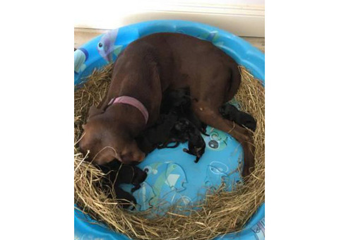 AKC registered lab puppies All black