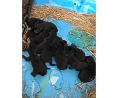 AKC registered lab puppies All black - 2