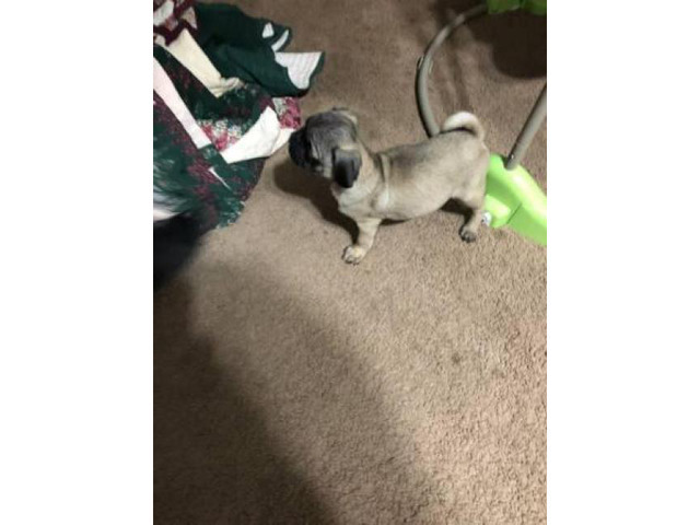 2 months old pug pupies Albuquerque - Puppies for Sale Near Me