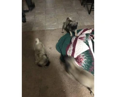 2 months old pug pupies