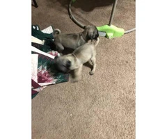 2 months old pug pupies