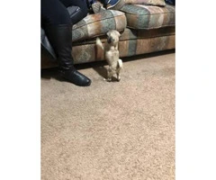 2 months old pug pupies