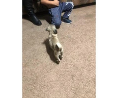 2 months old pug pupies