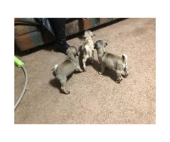 2 months old pug pupies