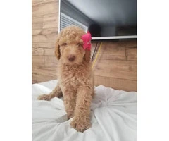 1 male and 3 females goldendoodle puppies - 1