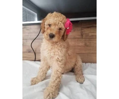 1 male and 3 females goldendoodle puppies - 2