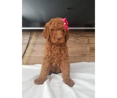 1 male and 3 females goldendoodle puppies - 3