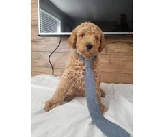 1 male and 3 females goldendoodle puppies - 4
