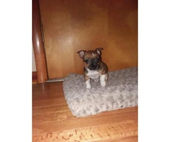 8 week old male chihuahua puppy - 1