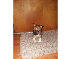 8 week old male chihuahua puppy - 3