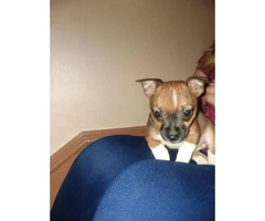 8 week old male chihuahua puppy - 4