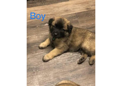 2 month old Akita Shepherd Mixed Puppies 1 Male 3 Females