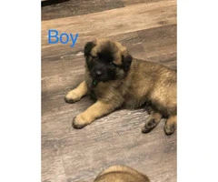 2 month old Akita Shepherd Mixed Puppies 1 Male 3 Females
