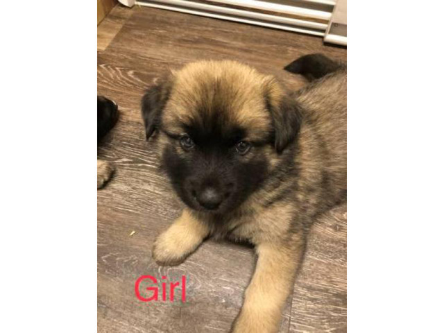 2 month old Akita Shepherd Mixed Puppies 1 Male 3 Females Athens