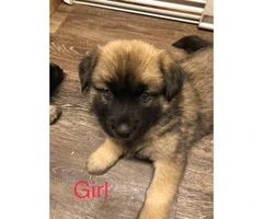 2 month old Akita Shepherd Mixed Puppies 1 Male 3 Females - 2