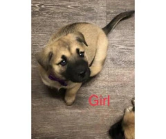 2 month old Akita Shepherd Mixed Puppies 1 Male 3 Females - 4