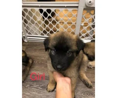 2 month old Akita Shepherd Mixed Puppies 1 Male 3 Females - 5