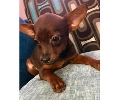 2 3.5 month old min pin male puppies - 3