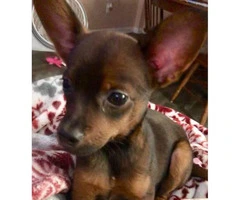 2 3.5 month old min pin male puppies - 4