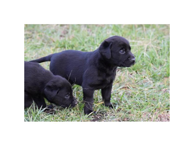 9 AKC Lab Puppies for sale in Council Grove, Kansas ...