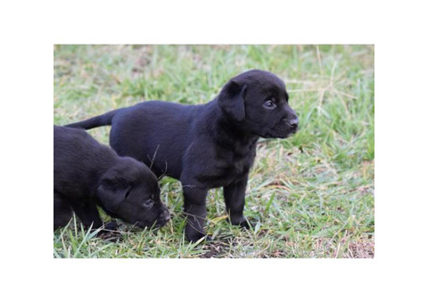 9 AKC Lab Puppies for sale