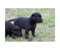 9 AKC Lab Puppies for sale - 1