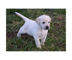 9 AKC Lab Puppies for sale - 2