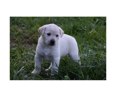 9 AKC Lab Puppies for sale - 3