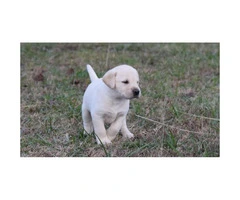 9 AKC Lab Puppies for sale - 4