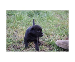 9 AKC Lab Puppies for sale - 5