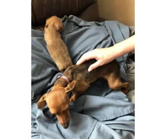 2 Females Chiweenie Pups - 4