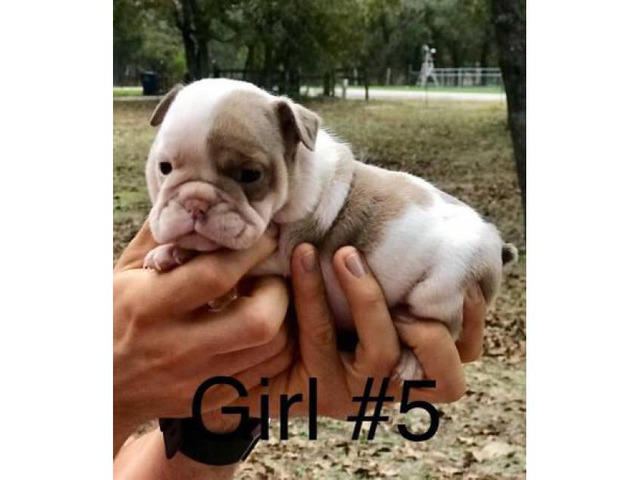 English bulldog puppies wisconsin 