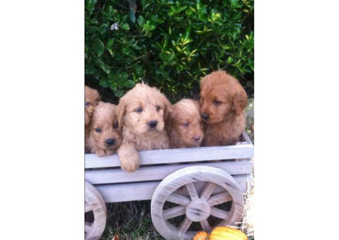 Sweet and lovable Labradoodle puppies with Soft curly coats