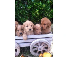 Sweet and lovable Labradoodle puppies with Soft curly coats - 1