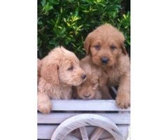 Sweet and lovable Labradoodle puppies with Soft curly coats - 2
