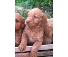 Sweet and lovable Labradoodle puppies with Soft curly coats - 3
