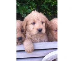 Sweet and lovable Labradoodle puppies with Soft curly coats - 4